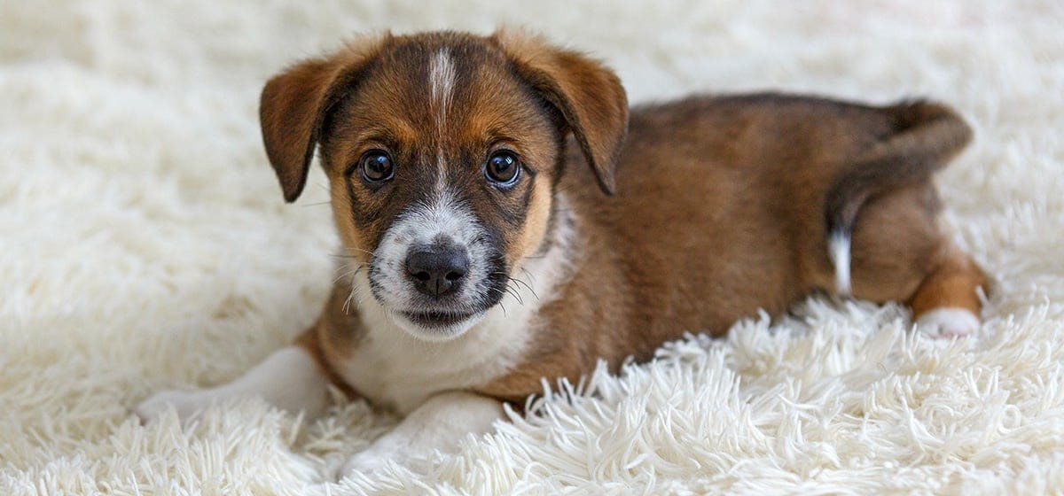 Dog with softest outlet fur