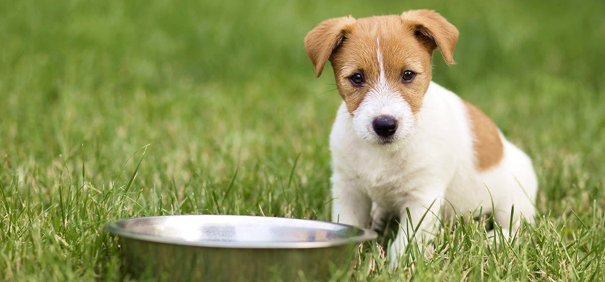 can-dogs-have-gelatinous-food