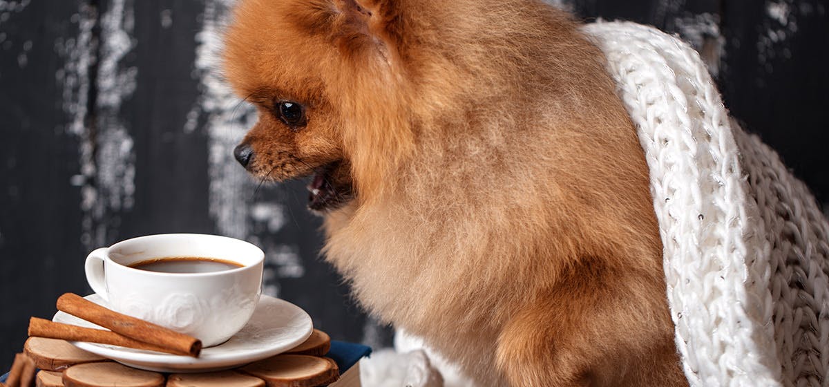 Dogs Drinking Coffee