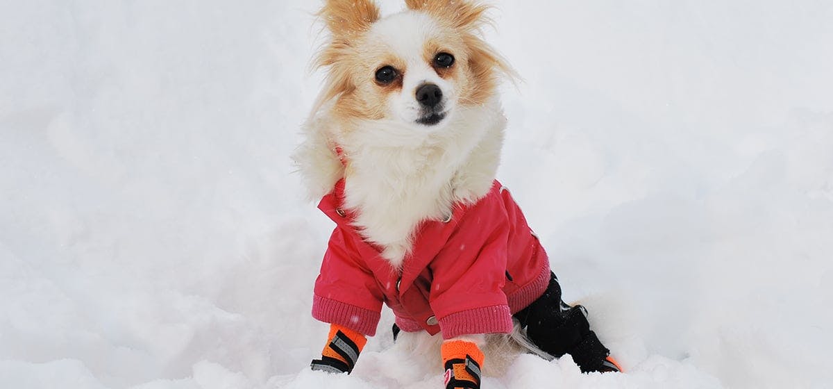 can dogs walk in snow barefoot