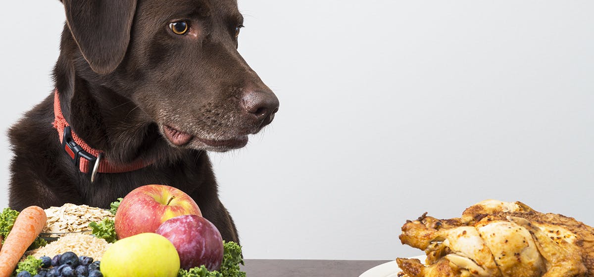 can-dogs-taste-gingery-food