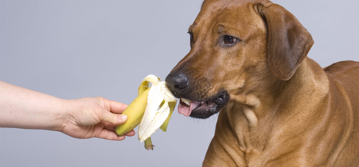 can-dogs-taste-bananas