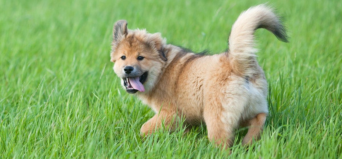 can-dogs-feel-wind-chill