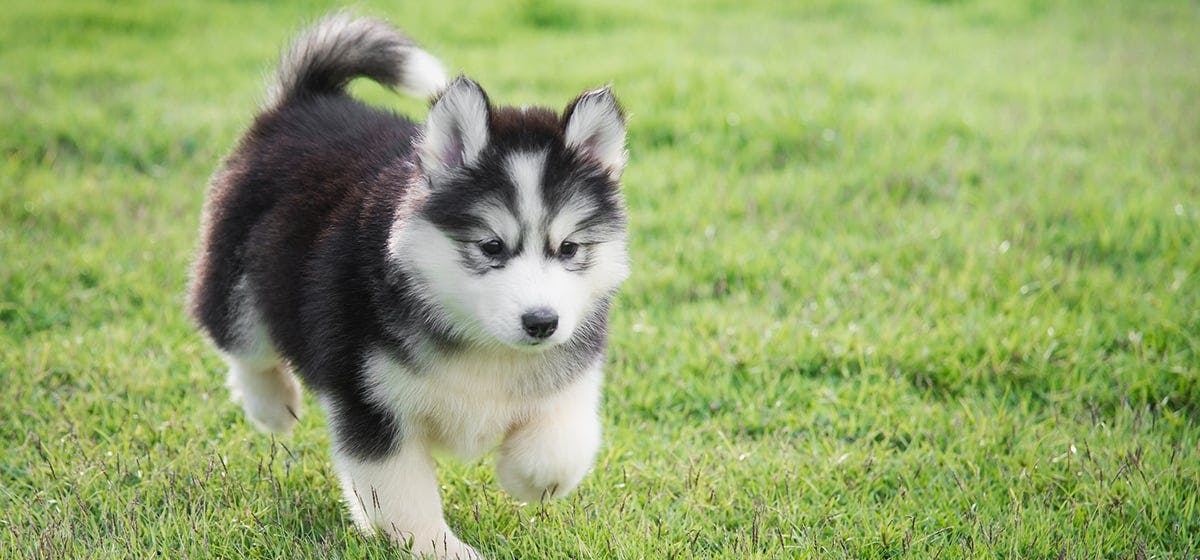 dog drank toilet water with bleach