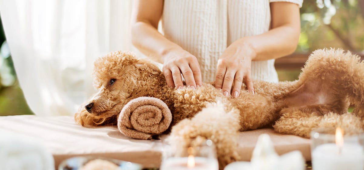 Can Dogs Feel Massages? - Wag!