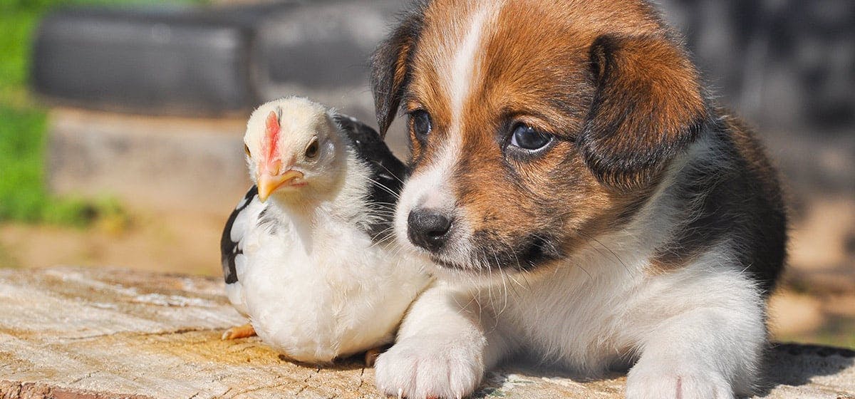 dogs good with chickens