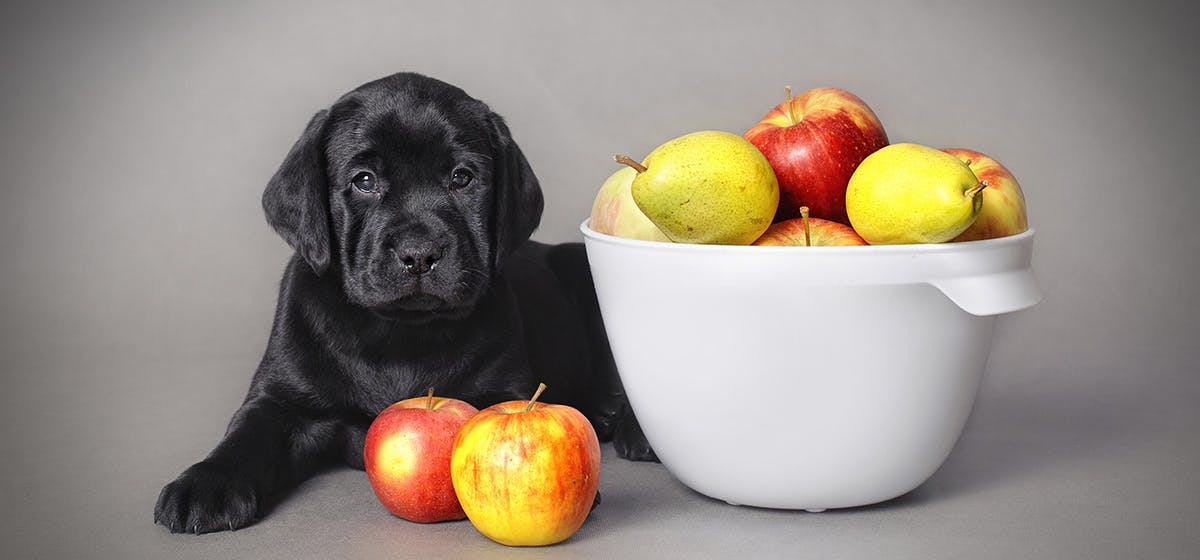 can dogs smell through glass jars