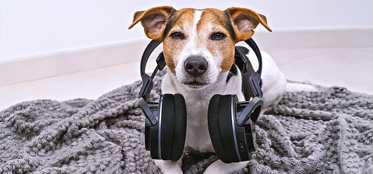 can dogs feel rhythm