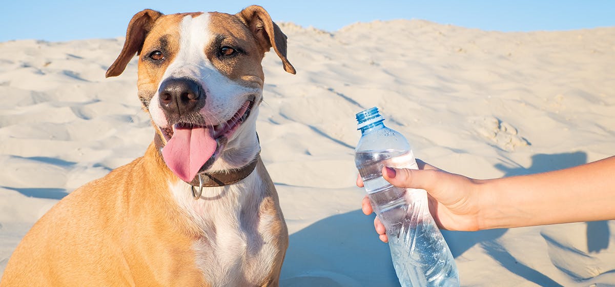 can sniffer dogs smell alcohol