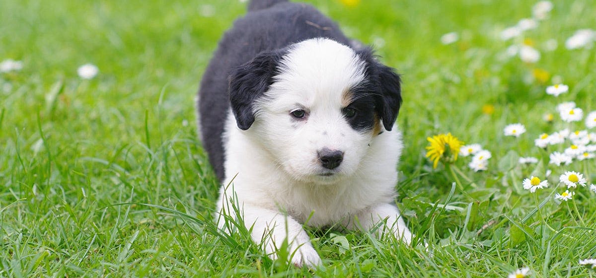 can-dogs-smell-termites