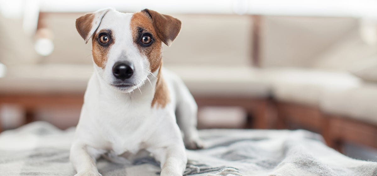 can dogs give you eczema