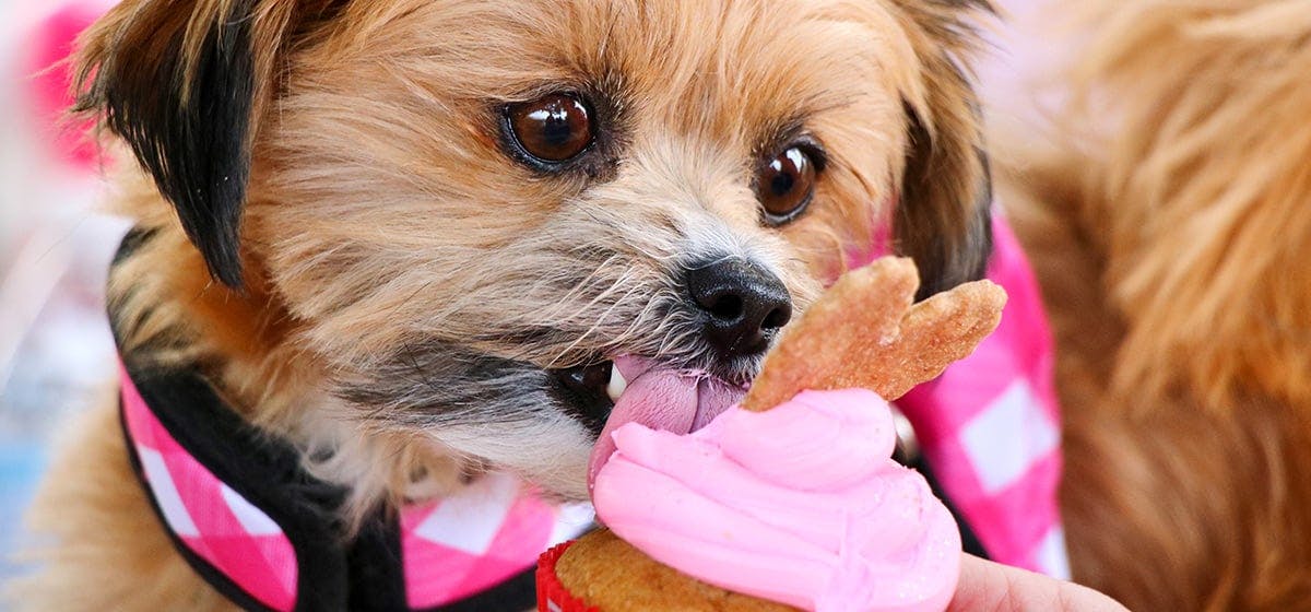 Are sweets outlet bad for dogs