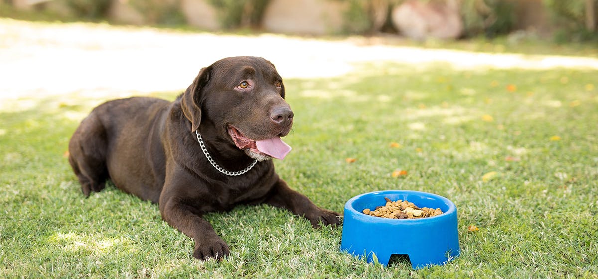 can-dogs-taste-bittersweet-food