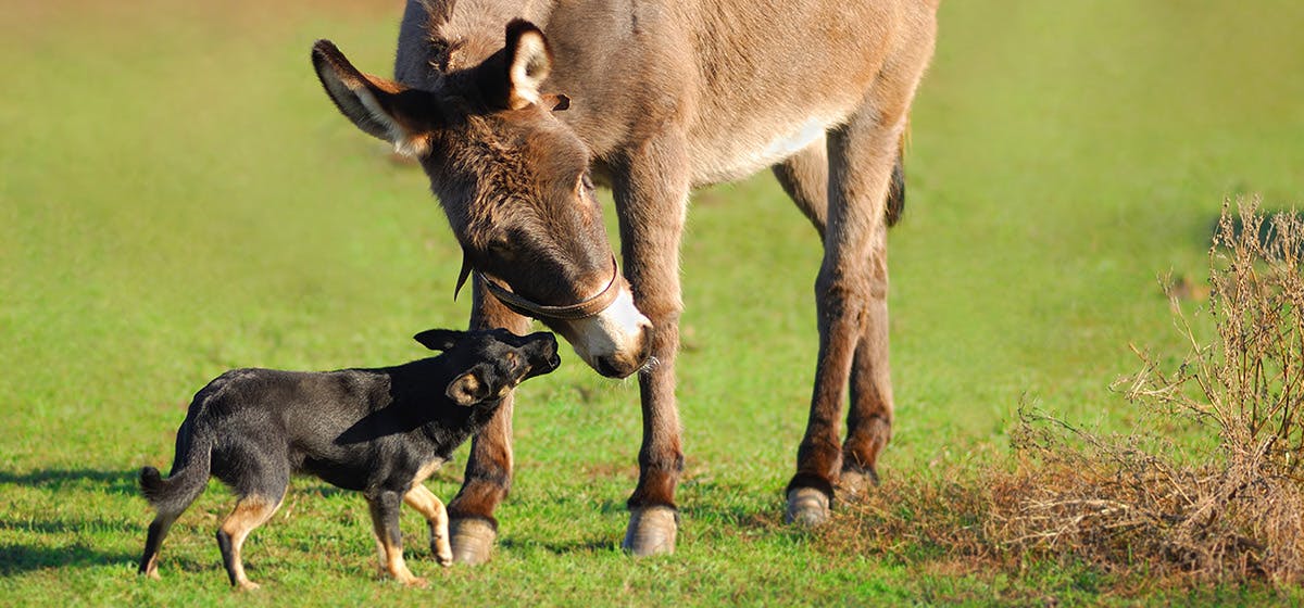 can-dogs-live-with-donkey