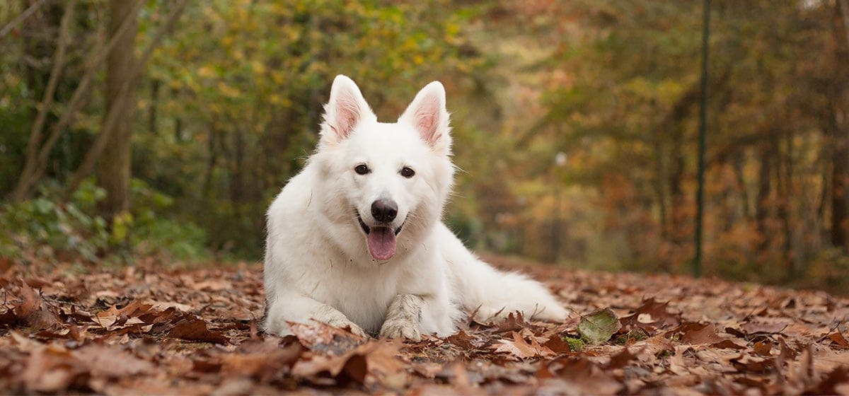 can-dogs-feel-tick-bites