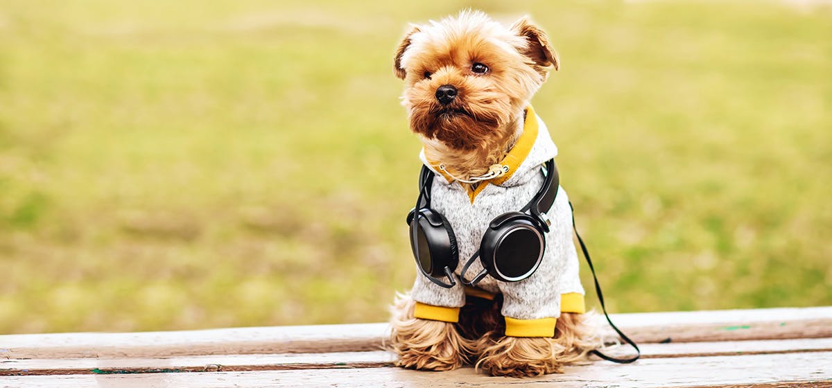 dog hearing frequency