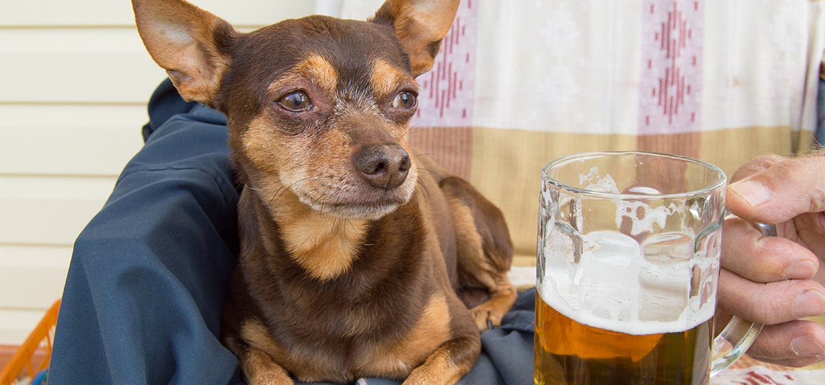 what happens if a dog drinks a beer