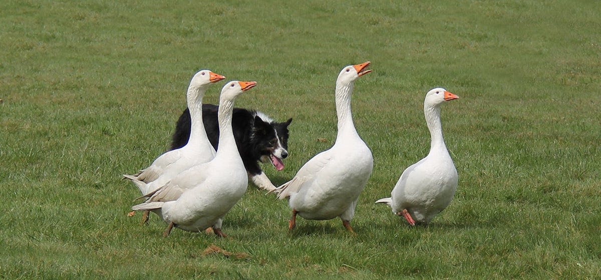 can-dogs-live-with-geese