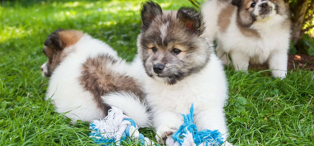 can-dogs-detect-termites