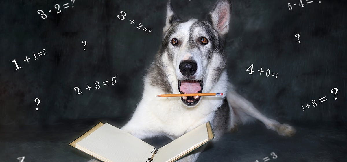 can-dogs-understand-simple-mathematics