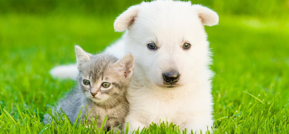 What gender dog is better with cats