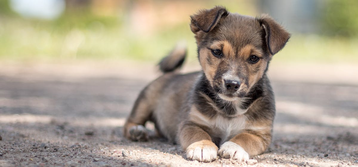 do dogs keep gophers away