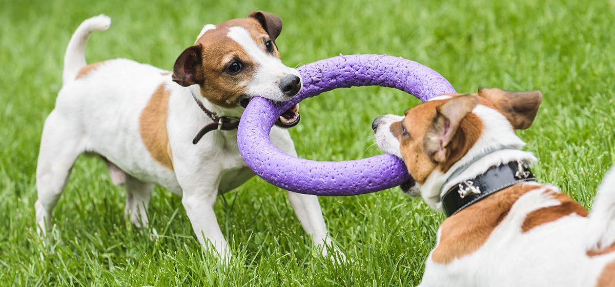 tug of war with dog