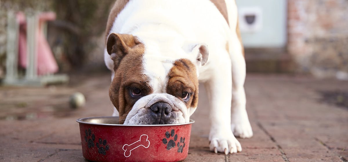 can dogs handle hot food