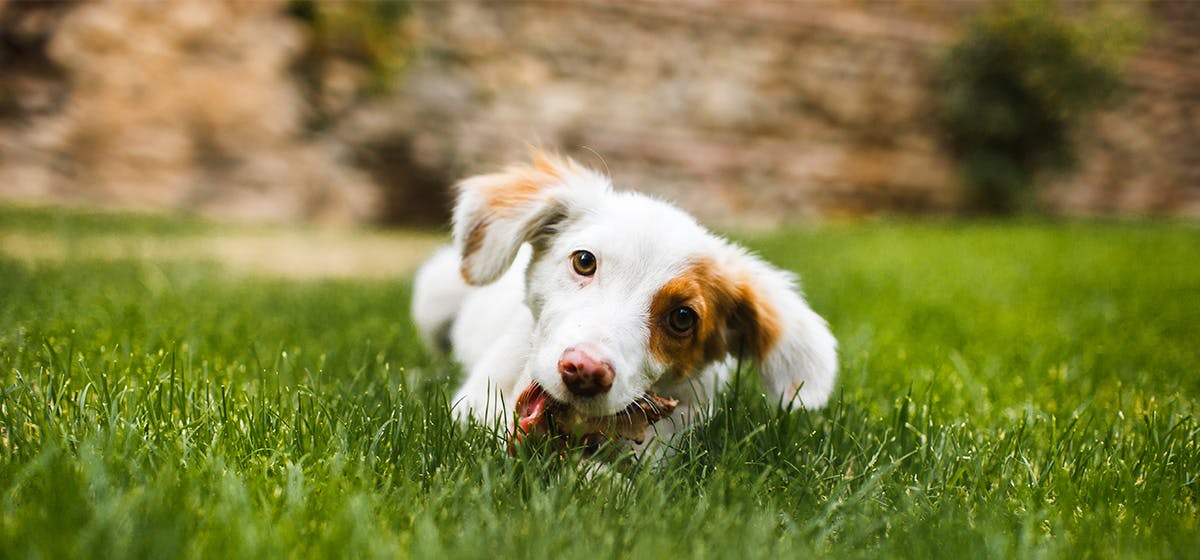 Can dogs eat raw cheap rabbit