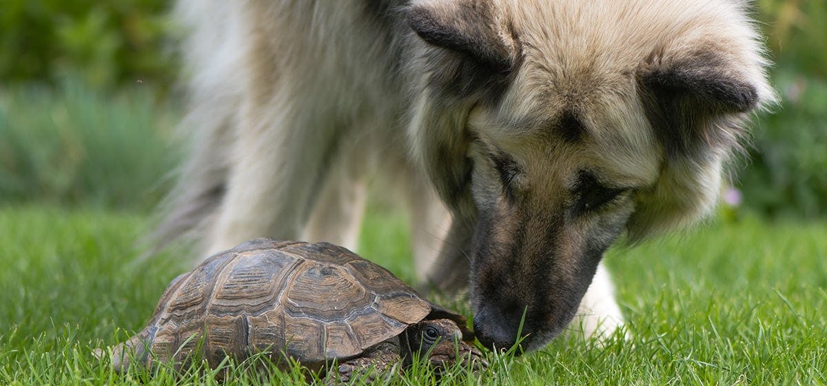 Can Dogs Live With Turtles Wag