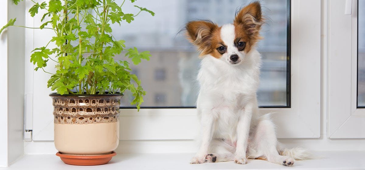 can dogs smell through windows