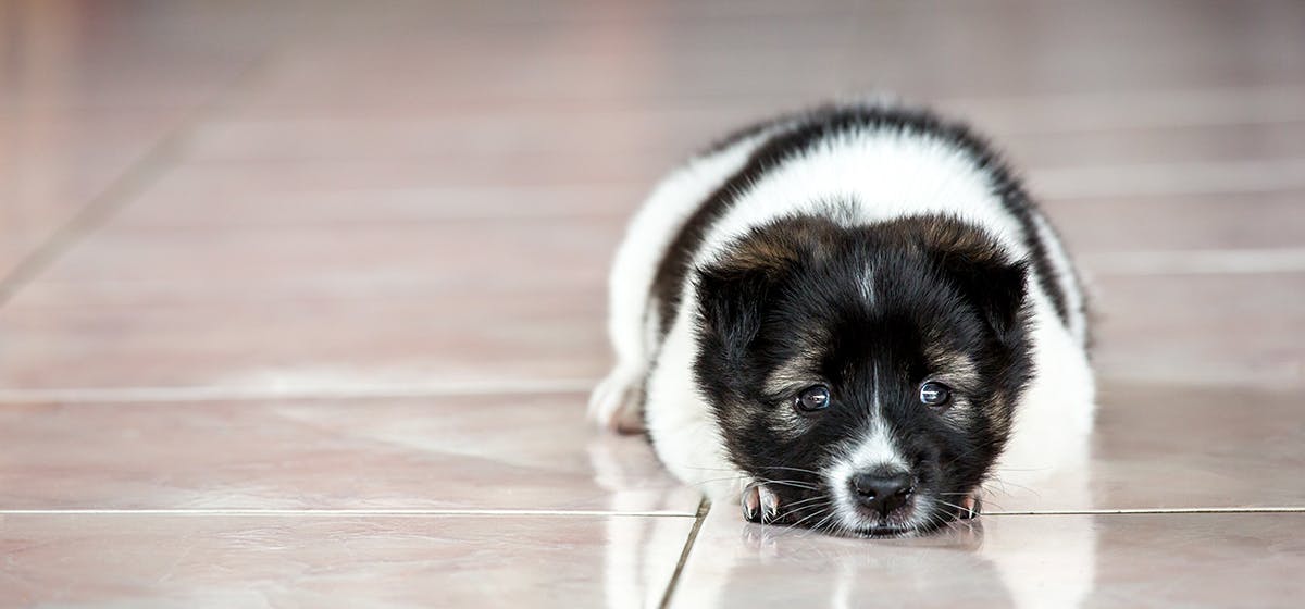 dog stinging nettles treatment