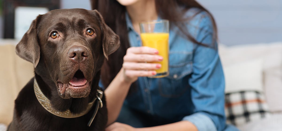 can-dogs-taste-citrusy-food