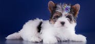 Are Dogs Capable Of Thinking
