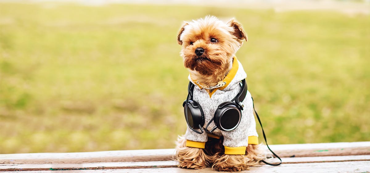 dog headphones