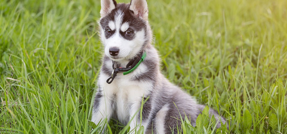 what does imprinting mean for dogs