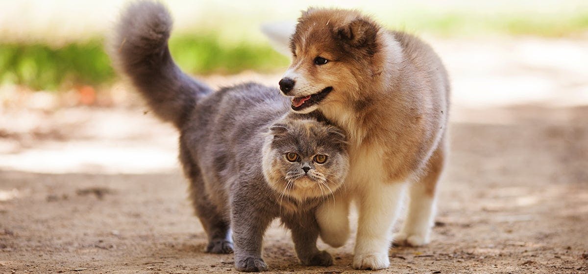 Are Dogs and Cats Really Enemies?