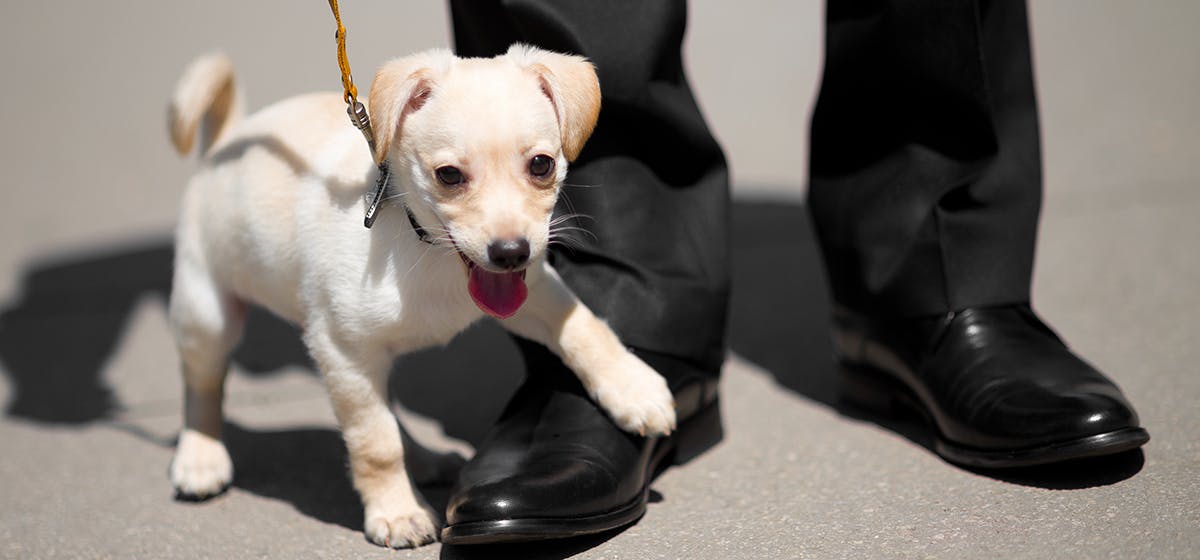 can dogs sense your stress