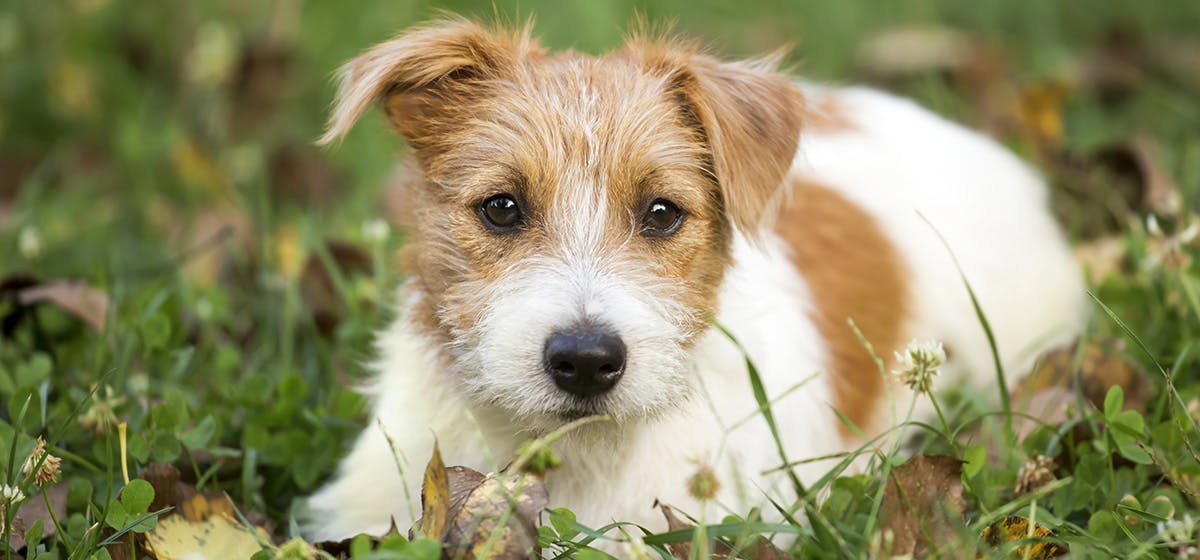 Can Dogs Have Almond Butter?