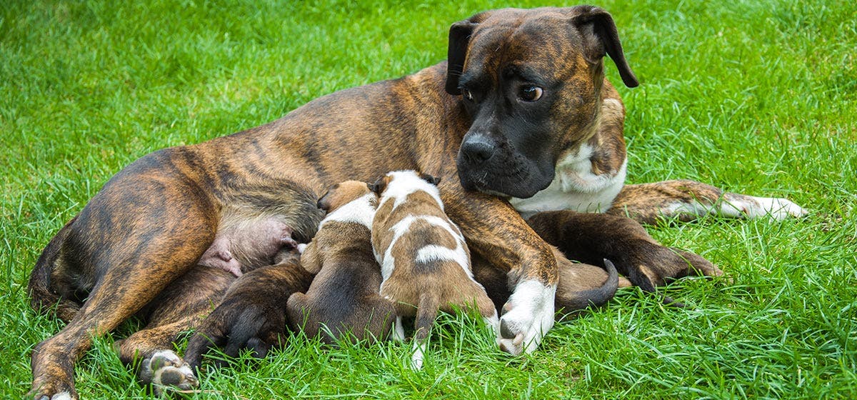 How long do puppies live with their mom