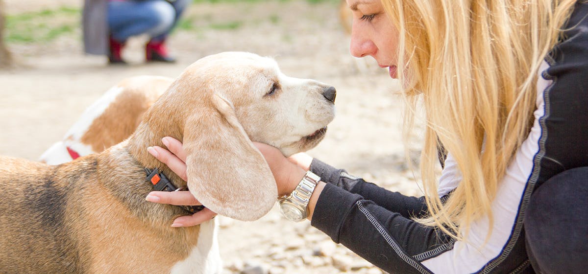 can-dogs-learn-to-speak