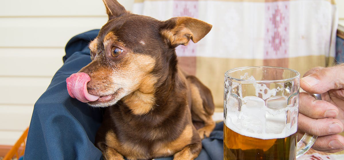 Dogs Drinking Alcohol