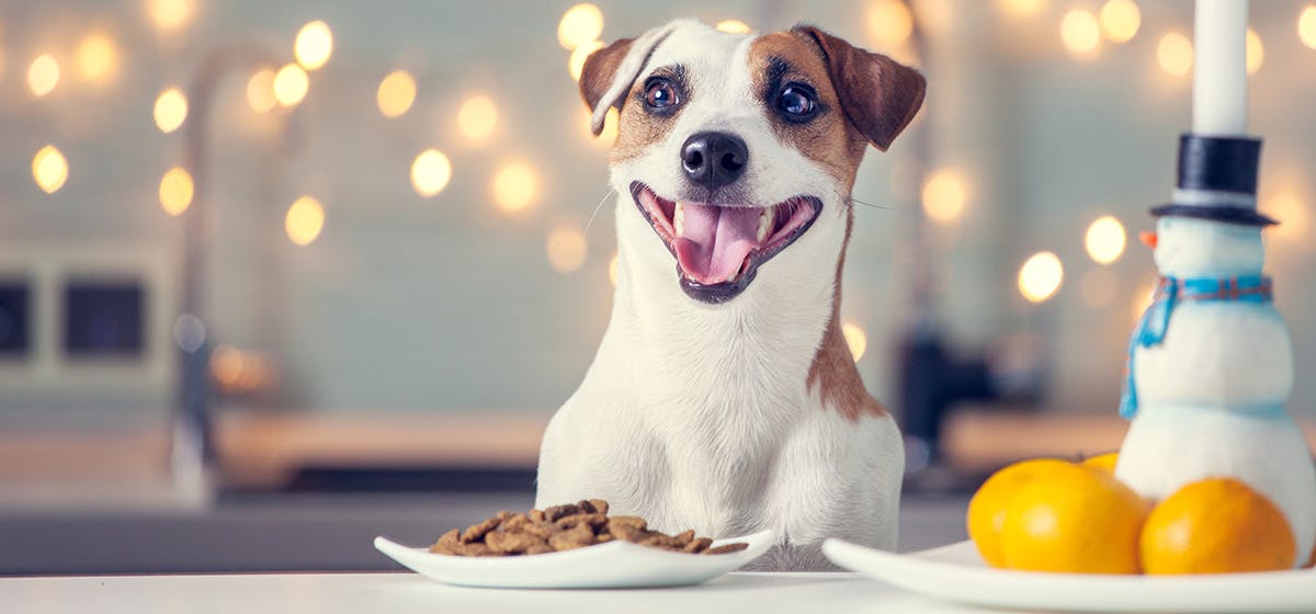 Dog food to lower ph outlet levels