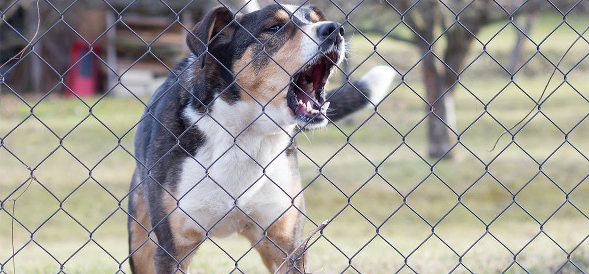 Can Dogs Hear An Electric Fence Wag