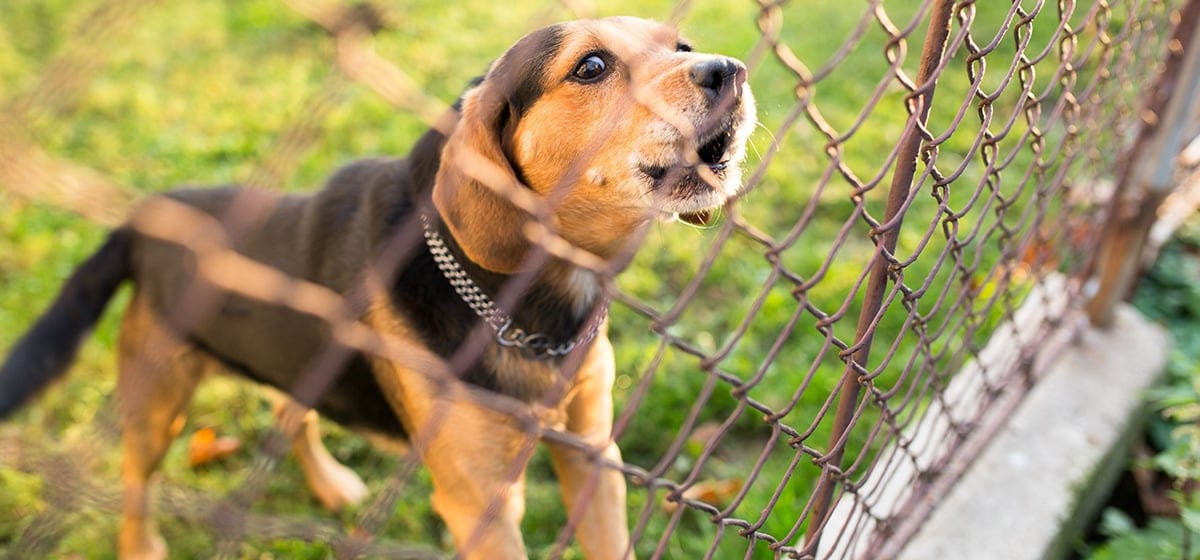 Can Dogs Hear An Electric Fence Wag