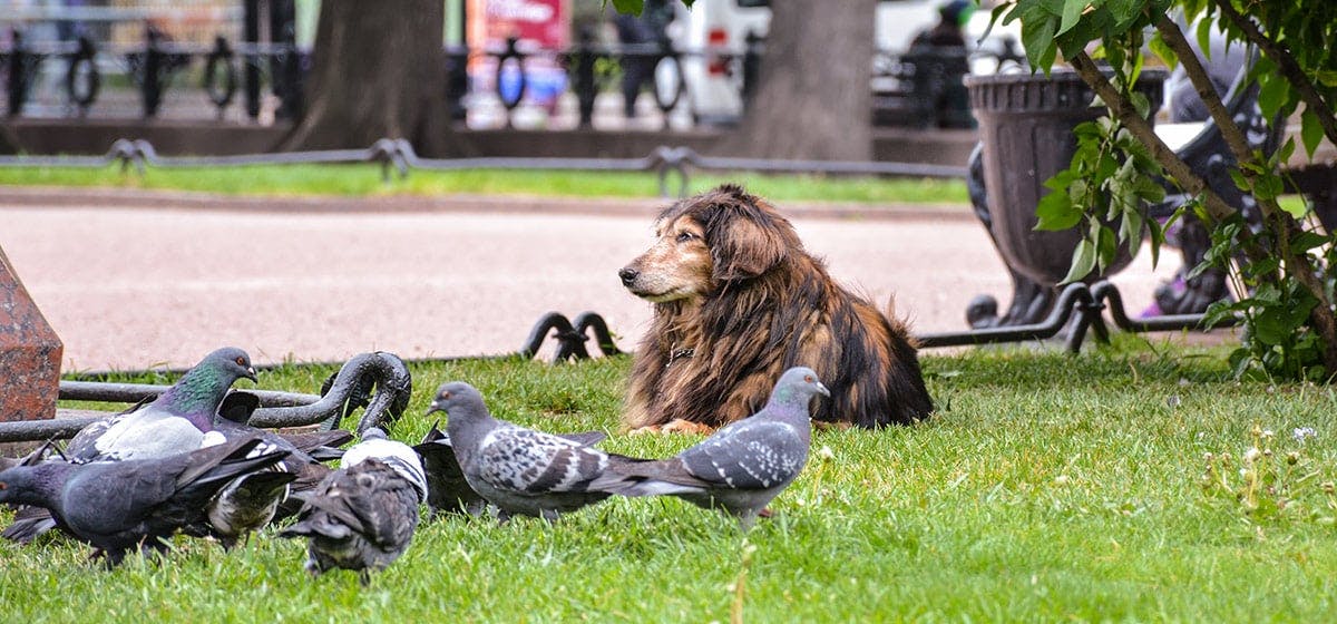 Can Dogs Live With Pigeons Wag