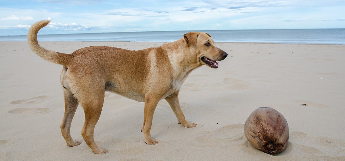 can i give my dog coconut water for dehydration