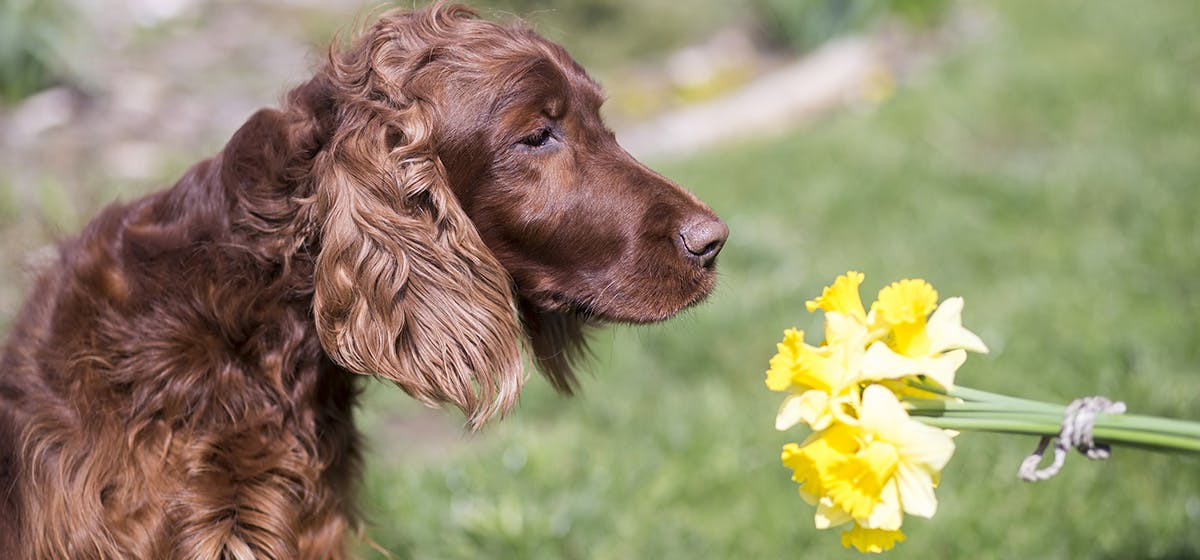 can-dogs-smell-flowers