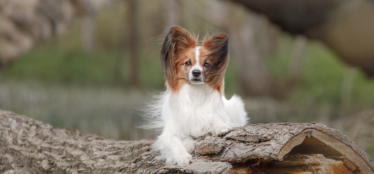 dogs and geckos