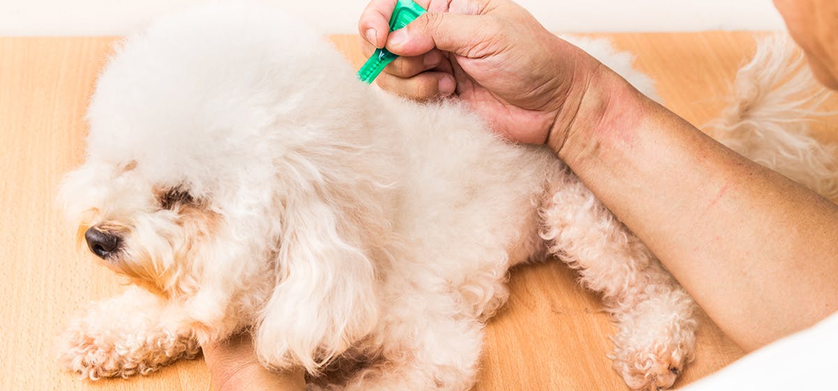 can lice kill a dog